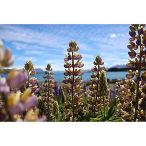 Canon 77D 18-55mm IS STM DSLR Fotoğraf Makinesi - Thumbnail