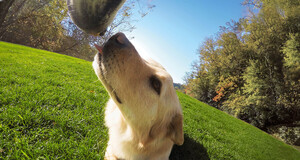 GoPro Fetch (Dog Harness) - Köpek Askısı - Thumbnail