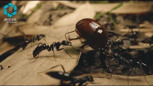 Laowa 24mm f/14 Probe Lens (Canon EF) - Thumbnail
