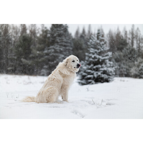 Sigma 50mm f/1.2 DG DN Art Lens (Sony E)
