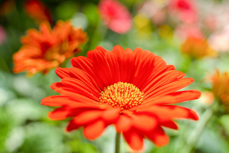 Tamron 28-200mm F/2,8-5.6 DI III RXD (Sony E)