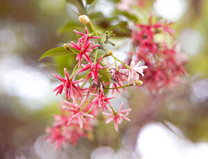 Yongnuo 50mm f/1.8 S DA DSM II APS-C Sony E Mount Uyumlu Otofokus Prime Lens - Thumbnail